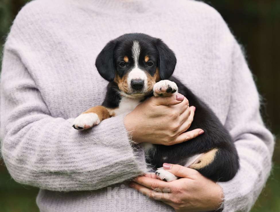 Собаки в Москве: Щенки энтлебухер зенненхунд  Мальчик, Бесплатно - фото 2