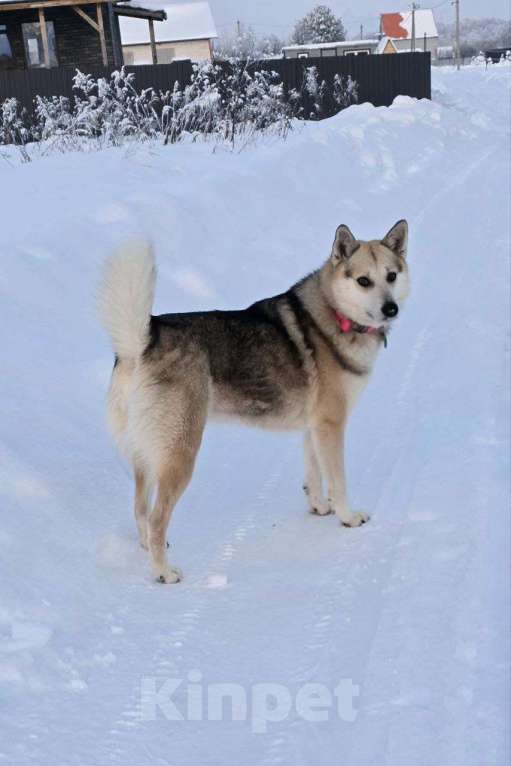 Собаки в Королеве: Белка хозяйственная девочка Девочка, Бесплатно - фото 4