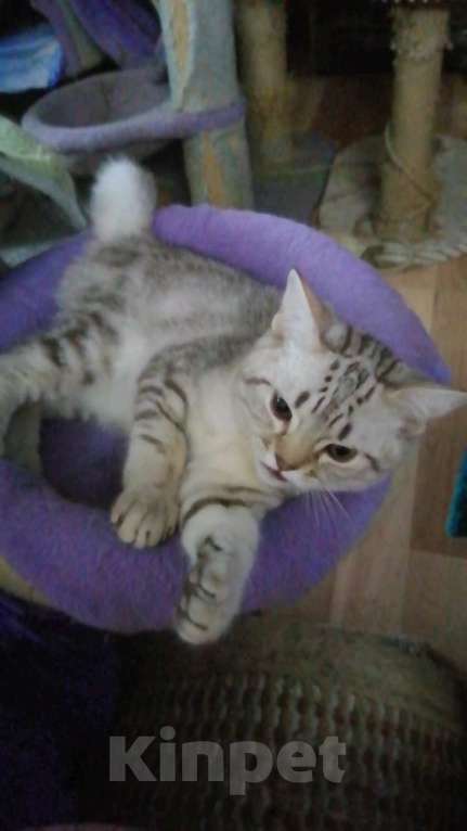 Кошки в Москве: Шотландские котята шиншилла  Мальчик, 5 000 руб. - фото 9