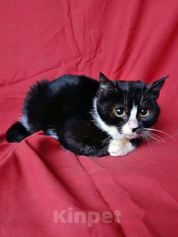 Кошки в Санкт-Петербурге: Два маленьких котенка мальчик и девочка ищут дом  Мальчик, 10 руб. - фото 5