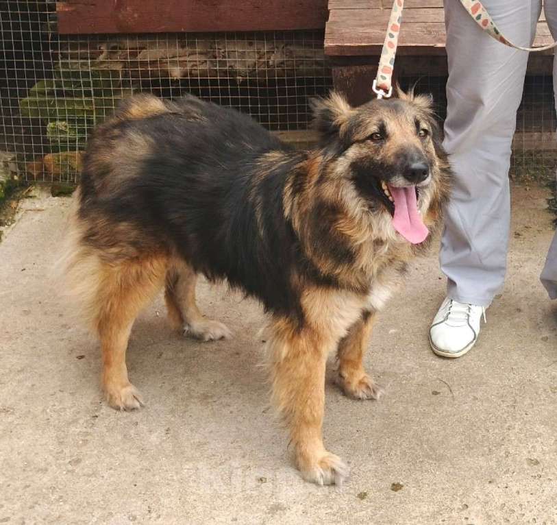 Собаки в Москве: Небольшая, пушистенькая Люся очень хочет стать домашней Девочка, Бесплатно - фото 3