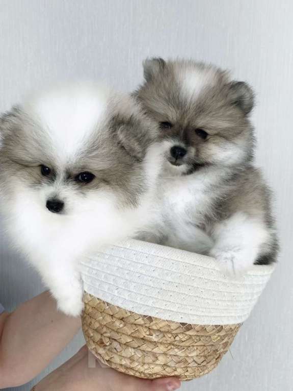 Собаки в Москве: Продам щенков мини шпицев Девочка, Бесплатно - фото 5