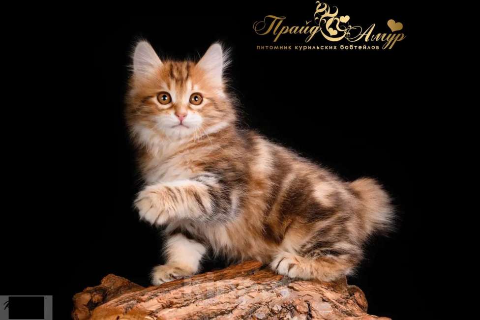 Кошки в Москве: Кошечка золотая Курильского Бобтейла Девочка, Бесплатно - фото 3