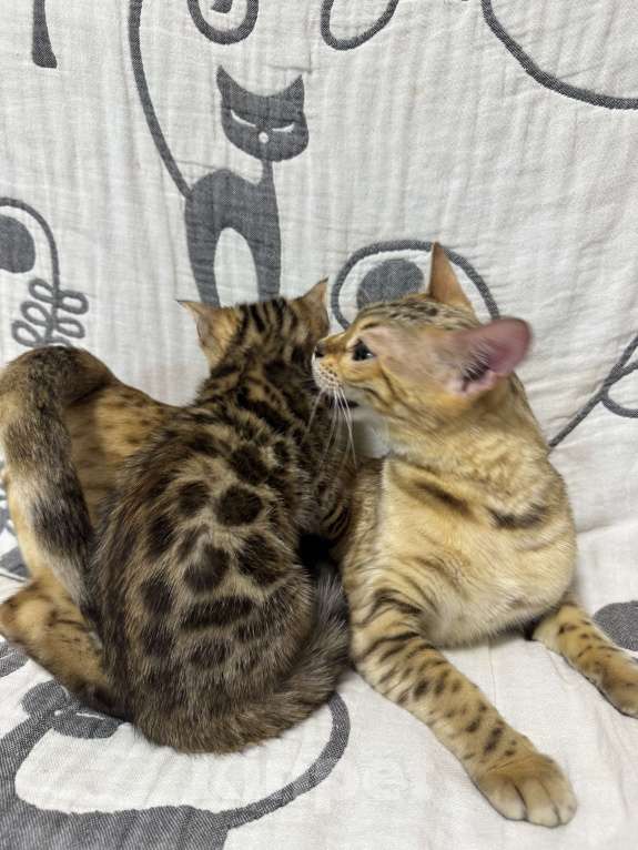 Кошки в Москве: Котенок бенгальский девочка Девочка, Бесплатно - фото 2