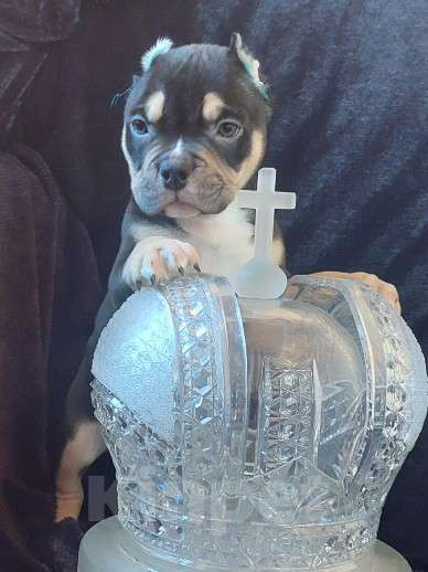 Собаки в других городах Московской области: Американские Девочка, 120 000 руб. - фото 3