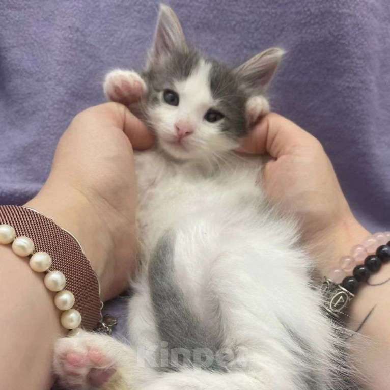 Кошки в Москве: Пушистый котенок Кекс  Мальчик, Бесплатно - фото 3