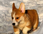 Собаки в Москве: Щенки вельш корги Пемброк Девочка, 45 000 руб. - фото 4