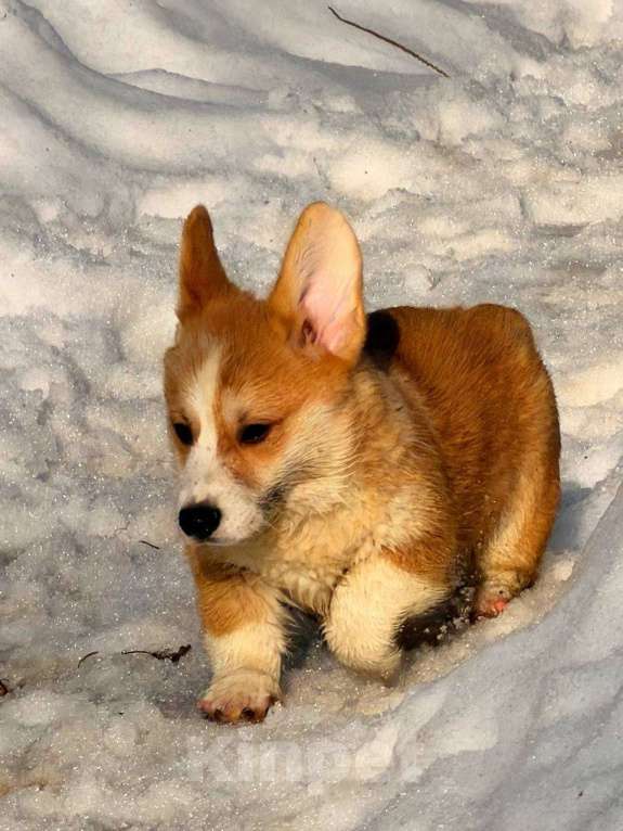 Собаки в Москве: Щенки вельш корги Пемброк Девочка, 45 000 руб. - фото 4