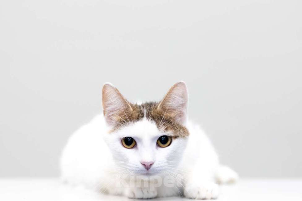 Кошки в Москве: Морошка Девочка, Бесплатно - фото 2