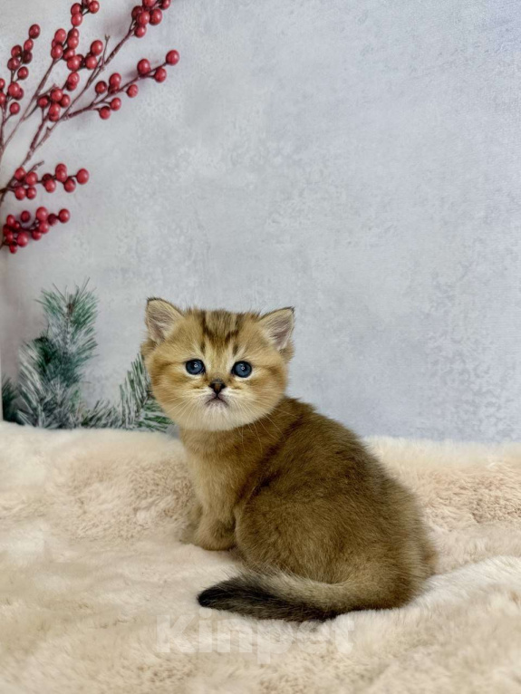 Кошки в Саранске: Прямоухая шотландская девочка золотая шиншилла Девочка, 45 000 руб. - фото 2