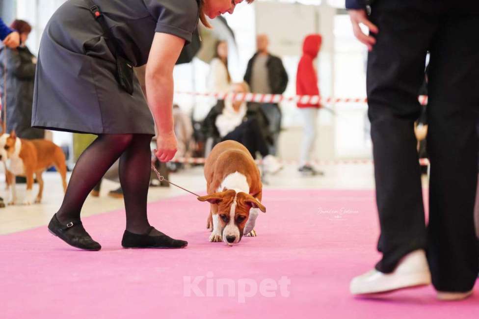 Собаки в Москве: АСТ Мальчик, 100 000 руб. - фото 4