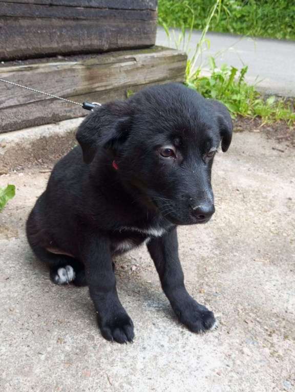 Собаки в Санкт-Петербурге: Отдам щенка бесплатно Девочка, Бесплатно - фото 3
