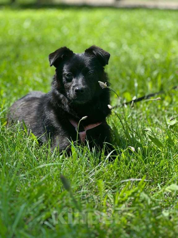 Собаки в Москве: Миниатюрная Тина Девочка, Бесплатно - фото 5