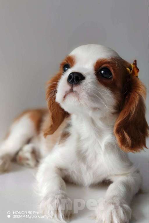 Собаки в других городах Московской области: Мальчик кавалер Кинг Чарльз спаниель Мальчик, 70 000 руб. - фото 1