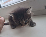 Кошки в Казани: Отдам котят в добрые руки 🐾 Девочка, Бесплатно - фото 4