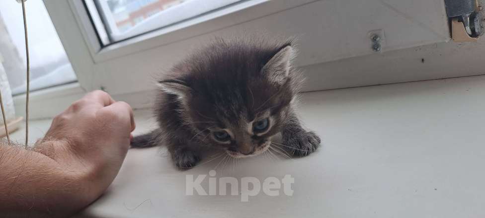 Кошки в Казани: Отдам котят в добрые руки 🐾 Девочка, Бесплатно - фото 4