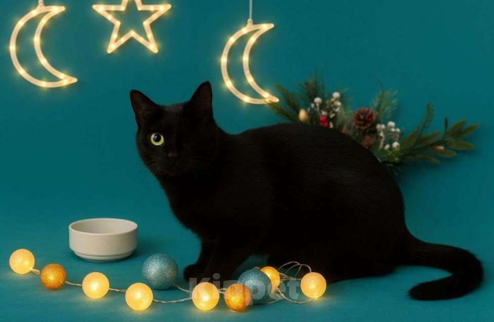 Кошки в Москве: Одноглазый котик Сеня Мальчик, Бесплатно - фото 1