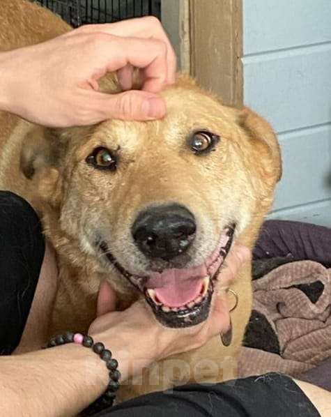 Собаки в других городах Московской области: Одиссей ищет гавань Мальчик, Бесплатно - фото 2