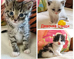 Кошки в Москве: Крошечки-котята, мальчик и девочки ищут дом Мальчик, 10 руб. - фото 1