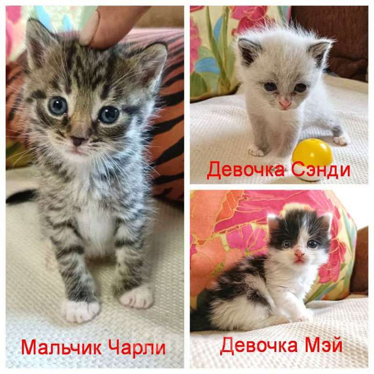 Кошки в Москве: Крошечки-котята, мальчик и девочки ищут дом Мальчик, 10 руб. - фото 1