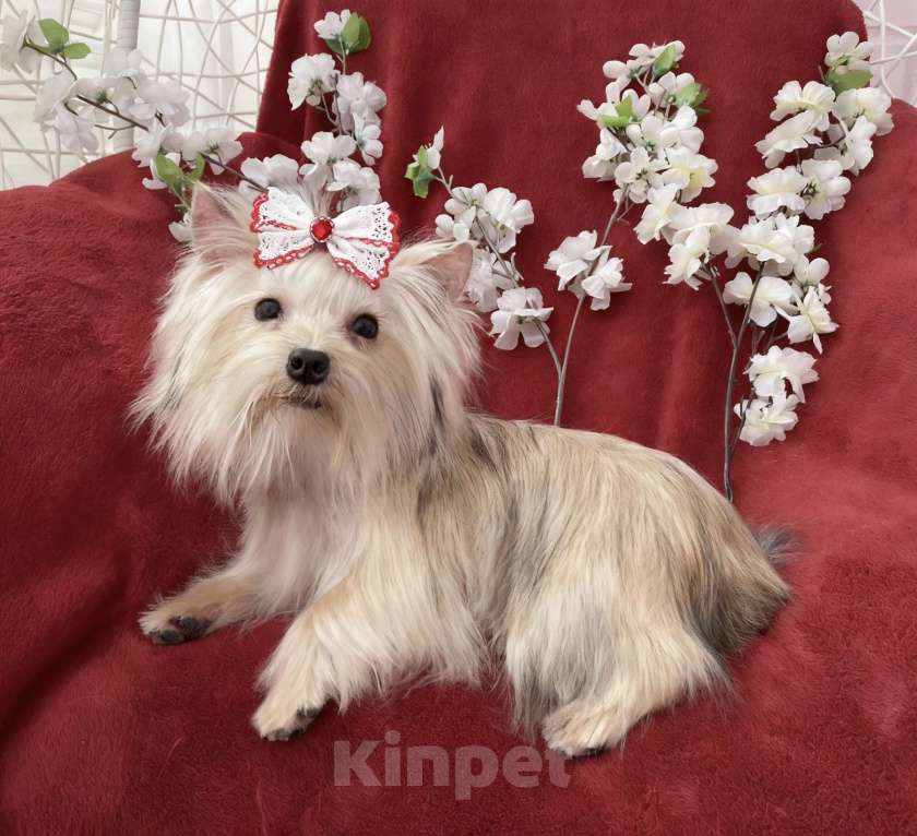 Собаки в Москве: Мини йорк девочка золотая подрощенная Девочка, 80 000 руб. - фото 2