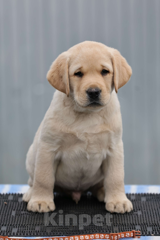 Собаки в Калуге: Палевый мальчик лабрадора высокого качества из питомника РКФ/FCI Мальчик, Бесплатно - фото 2