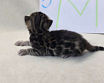 Кошки в Ростове-на-Дону: Бенгальский леопард Мальчик, 60 000 руб. - фото 7
