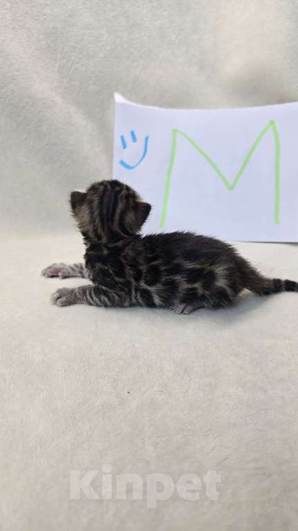 Кошки в Ростове-на-Дону: Бенгальский леопард Мальчик, 60 000 руб. - фото 7