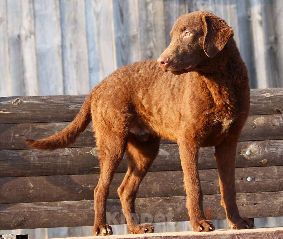 Собаки в других городах Московской области: Щенок кобель Чесапик-бей-ретривер  Мальчик, 40 000 руб. - фото 6