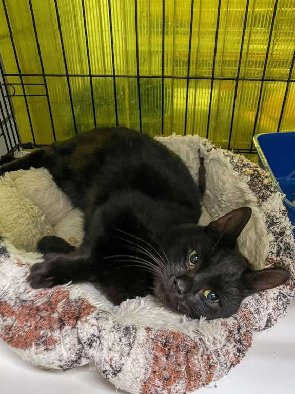 Кошки в Балашихе: Нолик, котик- помощник Мальчик, 1 руб. - фото 2