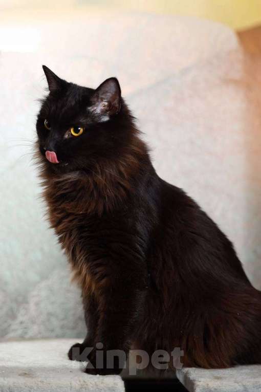 Кошки в Ивантеевке: Кошечка в добрые руки Девочка, Бесплатно - фото 4