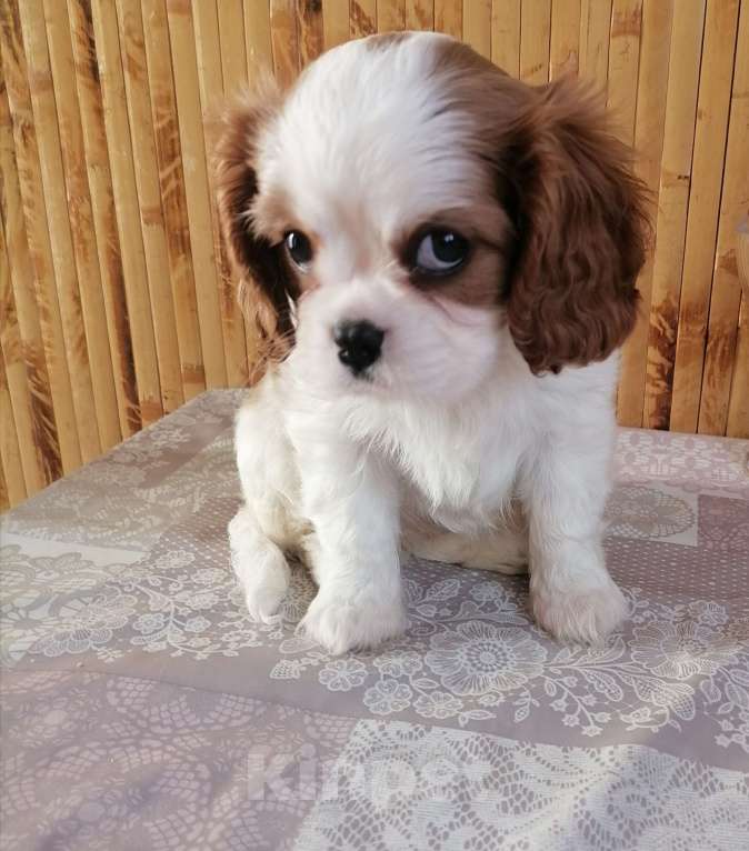 Собаки в Москве: Кавалер кинг Чарльз спаниель 2 мес щенки. Девочка, 90 000 руб. - фото 6