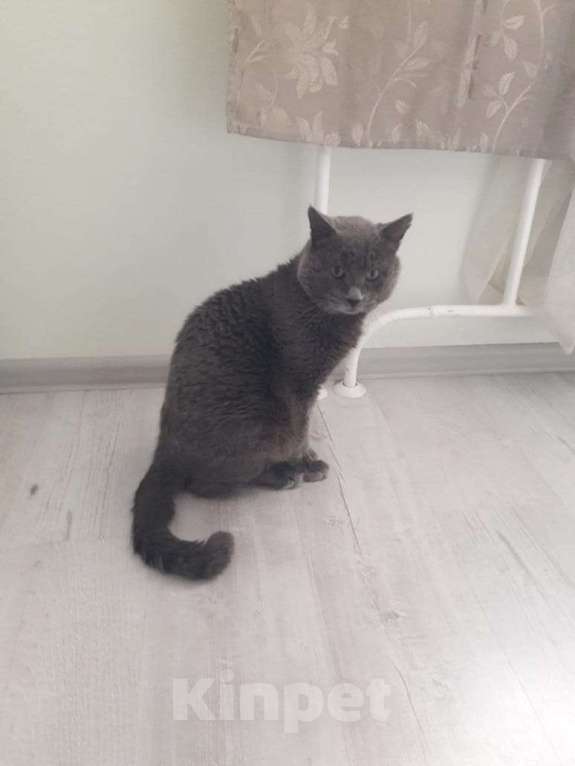 Кошки в других городах Самарской области: Отдам кота в добрые руки даром Мальчик, Бесплатно - фото 1