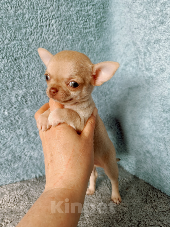 Собаки в Москве: Курносый мини мальчик Мальчик, 55 000 руб. - фото 4