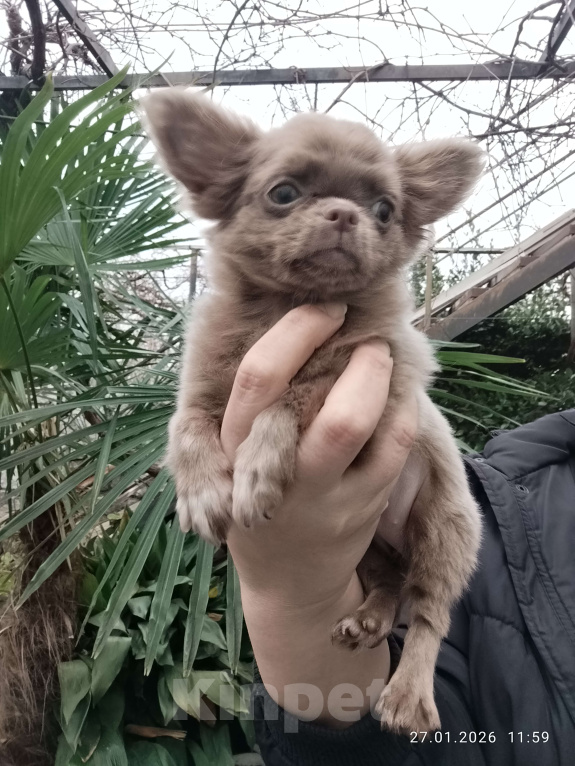 Собаки в Москве: Лиловая дама Девочка, 55 000 руб. - фото 2