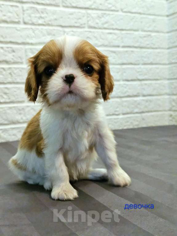 Собаки в других городах Липецкой области: Щенки Кавалер Кинг Чарльз спаниель Девочка, 75 000 руб. - фото 1