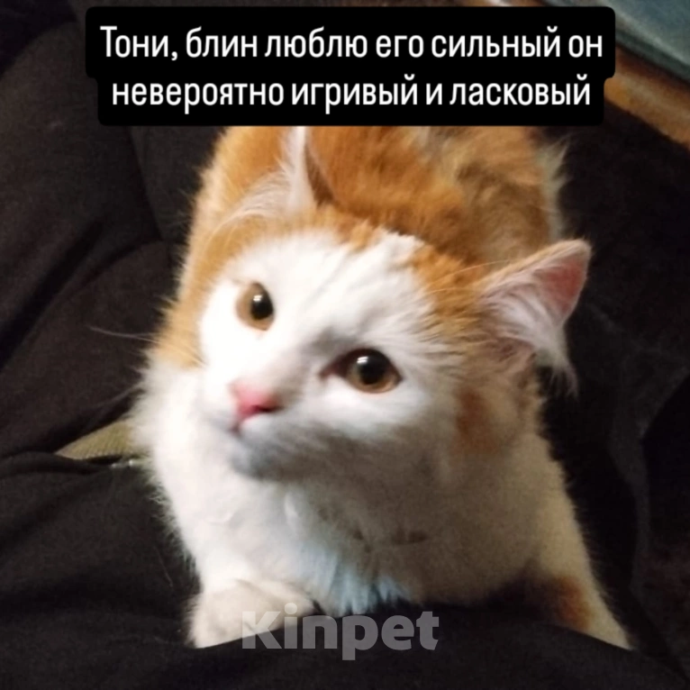 Кошки в Новокузнецке: Тони Мальчик, Бесплатно - фото 1