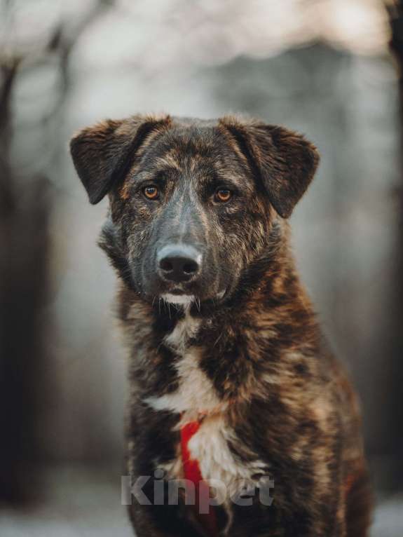 Собаки в Москве: Роскошный Элвин ищет дом! Мальчик, Бесплатно - фото 4