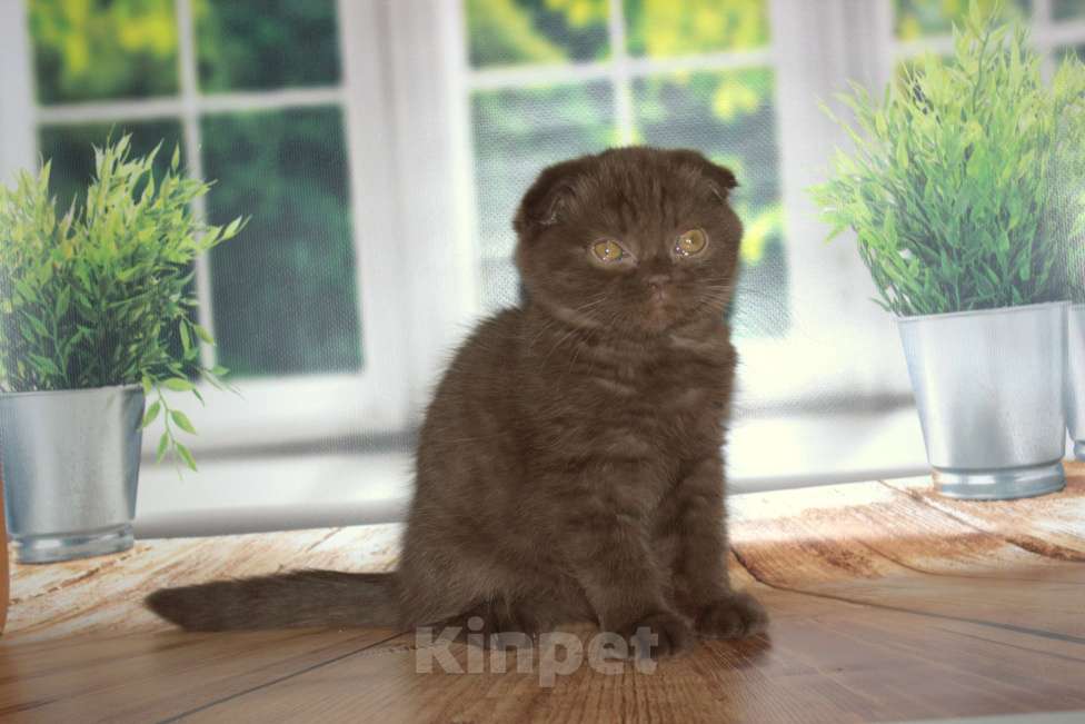 Кошки в Санкт-Петербурге: Шоколадный скоттиш фолд Мальчик, 25 000 руб. - фото 3