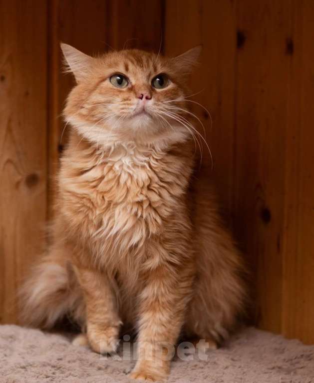 Кошки в Москве: Шикарные молодые котики и кошечки (1 г.) в дар Девочка, Бесплатно - фото 4