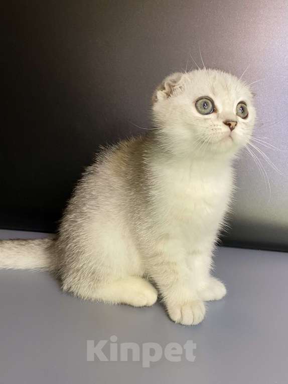 Кошки в Москве: Милаши Мальчик, 35 000 руб. - фото 4