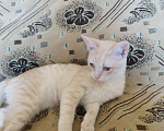 Кошки в Волгограде: Котята в добрые руки  Мальчик, 50 руб. - фото 4