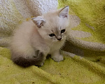 Кошки в Краснодаре: Шотландский прямоухий котёнок Мальчик, 12 000 руб. - фото 5