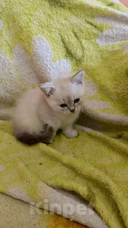 Кошки в Краснодаре: Шотландский прямоухий котёнок Мальчик, 12 000 руб. - фото 5
