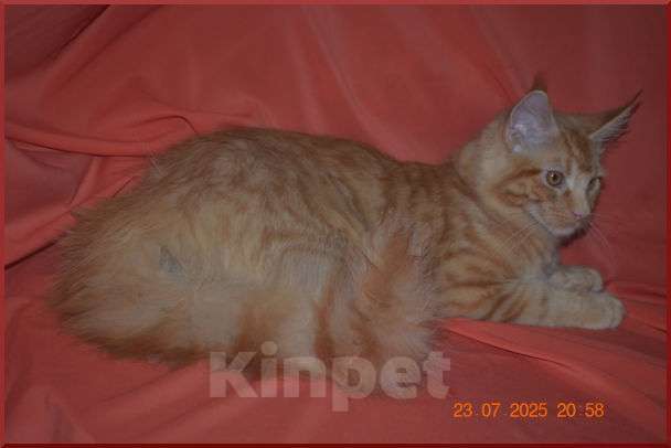 Кошки в Волгограде: Кошечки мейн-кун - для души и разведения Девочка, 5 000 руб. - фото 8