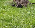 Кошки в Москве: Черный котёнок (метис) Мальчик, Бесплатно - фото 3