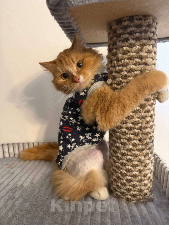 Кошки в Москве: Я тихонечко к вам прилеплюсь Мальчик, Бесплатно - фото 1