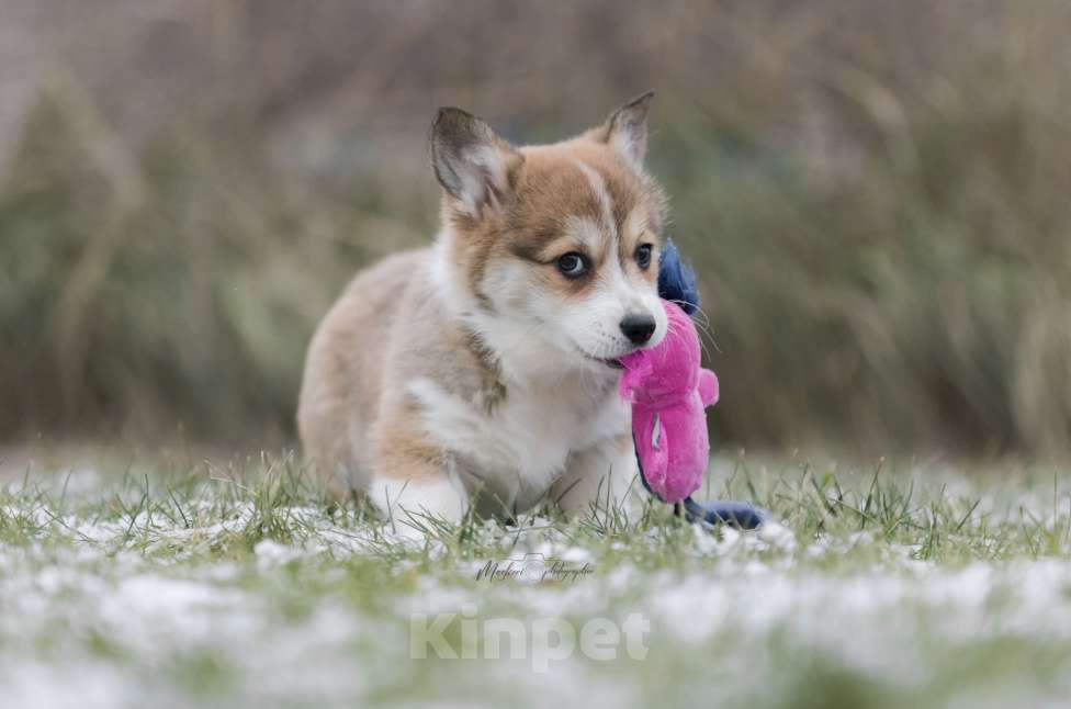 Собаки в Нижнем Новгороде: Щенки вельш корги пемброк Девочка, 60 000 руб. - фото 3