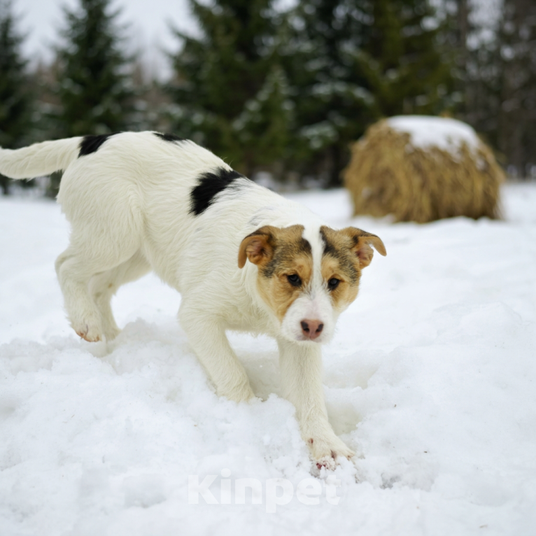 Собаки в Москве: щенок Ева ищет семью Девочка, Бесплатно - фото 4