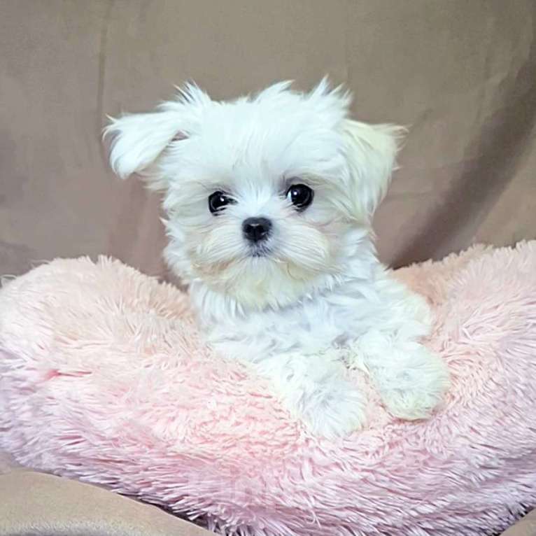 Собаки в Москве: Мальтезе мини девочка Девочка, 150 000 руб. - фото 2